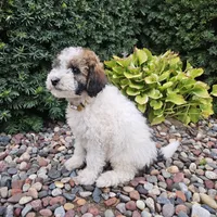April is Potty, leash, recall and behavior training, a female Poodle - Miniature  for sale in Whitewater, WI – 2 of 10