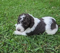 Kelly Moyen, a female Poodle - Miniature  for sale in Whitewater, WI – 4 of 9