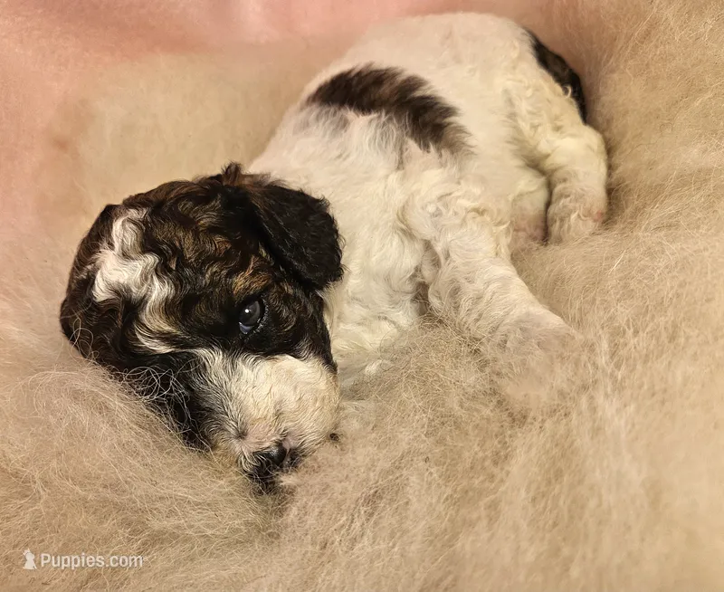2 Moyen  – Poodle - Miniature  puppy for sale in Whitewater, WI