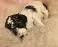 2 Moyen , a female Poodle - Miniature  for sale in Whitewater, WI – 1 of 5