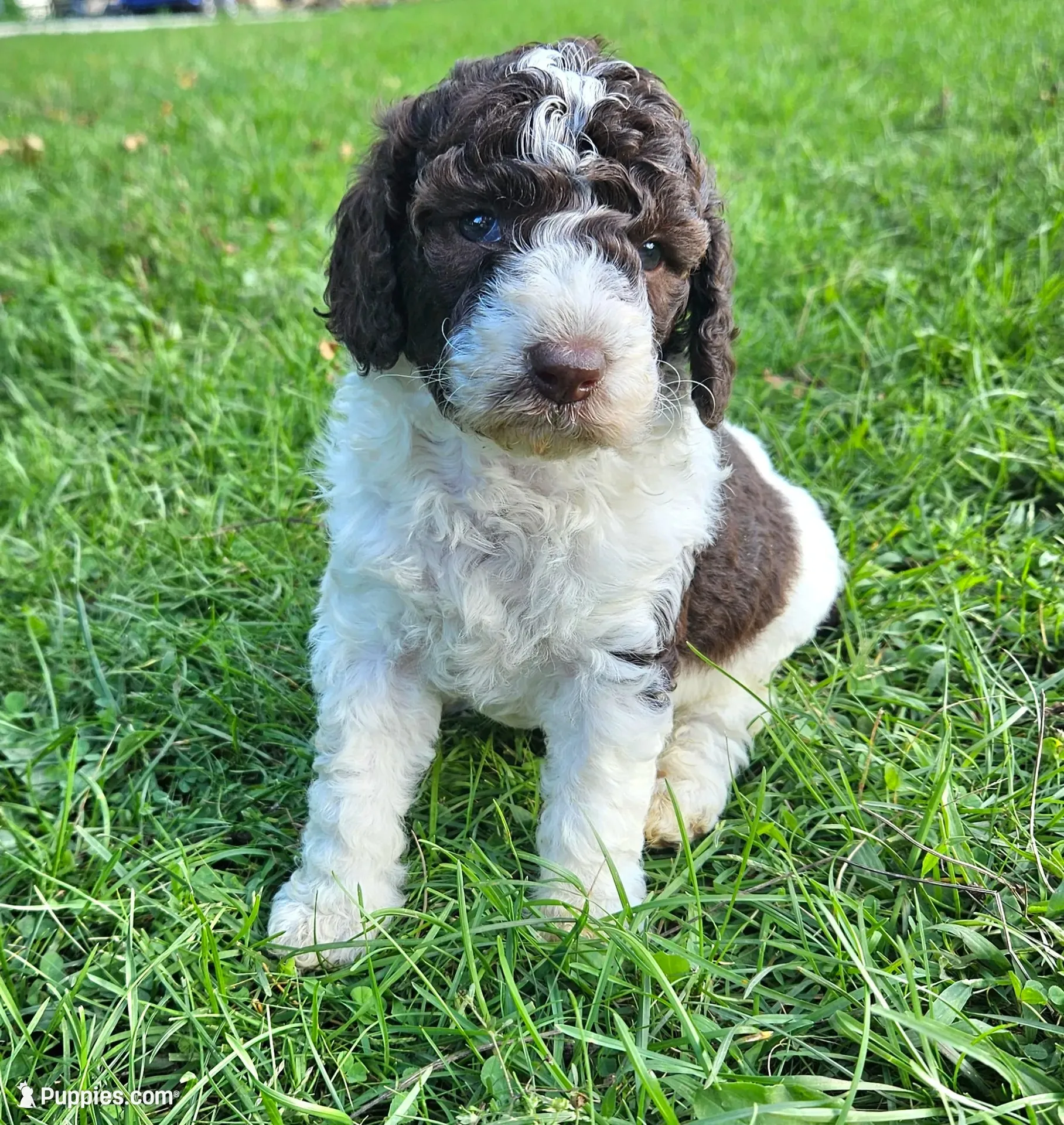 Lilly potty training. , a female Poodle - Miniature  for sale in Whitewater, WI – 2 of 8