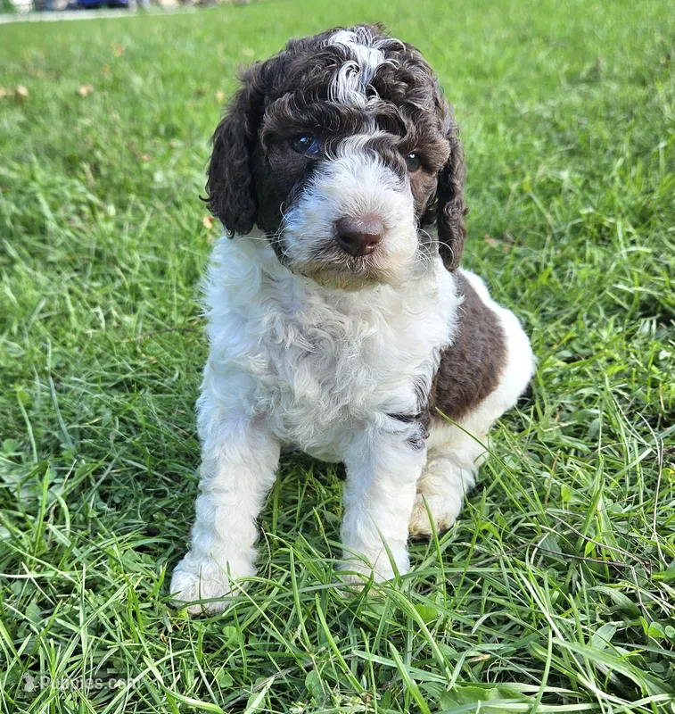 Lilly Moyen – Poodle - Miniature  puppy for sale in Whitewater, WI
