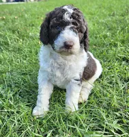 Lilly Moyen, a female Poodle - Miniature  for sale in Whitewater, WI – 1 of 10