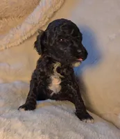 Baby, a female Poodle - Miniature  for sale in Whitewater, WI – 2 of 6