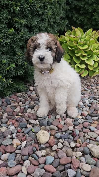 April is Potty, leash, recall and behavior training, a female Poodle - Miniature  for sale in Whitewater, WI – 10 of 10