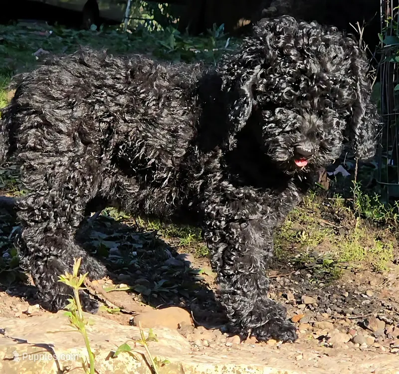 Felix, Potty, Leash, Recall, Behavior training – Poodle - Miniature  puppy for sale in Whitewater, WI