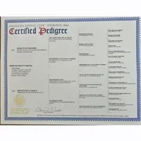 Lola, in training, a female Poodle - Miniature  for sale in Whitewater, WI – Photo 8 of 9