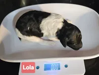 Lola, Moyen, a female Poodle - Miniature  for sale in Whitewater, WI – Photo 7 of 10