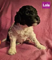 Lola, Moyen, a female Poodle - Miniature  for sale in Whitewater, WI – Photo 1 of 10