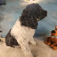 Lola, in training, a female Poodle - Miniature  for sale in Whitewater, WI – Photo 2 of 9
