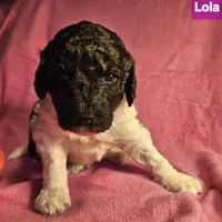 Lola, in training, a female Poodle - Miniature  for sale in Whitewater, WI – Photo 4 of 9