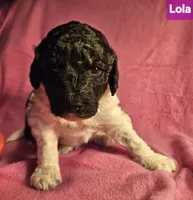 Lola, Moyen, a female Poodle - Miniature  for sale in Whitewater, WI – Photo 3 of 10