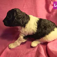 Lola, in training, a female Poodle - Miniature  for sale in Whitewater, WI – Photo 7 of 9