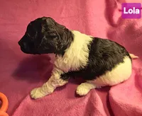 Lola, Moyen, a female Poodle - Miniature  for sale in Whitewater, WI – Photo 6 of 10