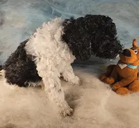 Lola, in training, a female Poodle - Miniature  for sale in Whitewater, WI – Photo 3 of 9