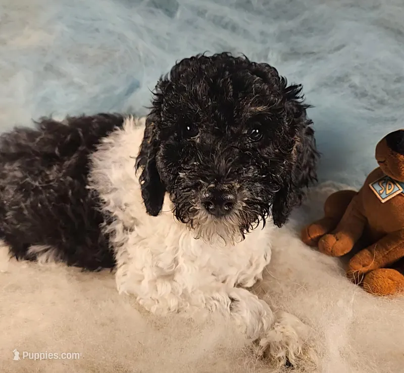 Lola, Moyen – Poodle - Miniature  puppy for sale in Whitewater, WI