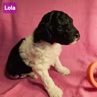 Lola, in training, a female Poodle - Miniature  for sale in Whitewater, WI – Photo 5 of 9