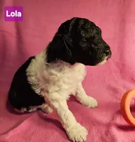 Lola, Moyen, a female Poodle - Miniature  for sale in Whitewater, WI – Photo 4 of 10