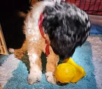 Lola, Moyen, a female Poodle - Miniature  for sale in Whitewater, WI – Photo 2 of 10