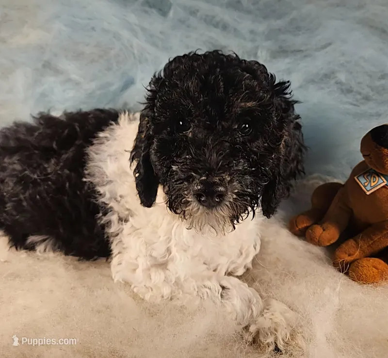 Lola, Moyen – Poodle - Miniature  puppy for sale in Whitewater, WI