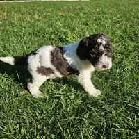 Lilly Moyen, a female Poodle - Miniature  for sale in Whitewater, WI – 3 of 10