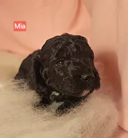 Mia Moyen, a female Poodle - Miniature  for sale in Whitewater, WI – 3 of 9