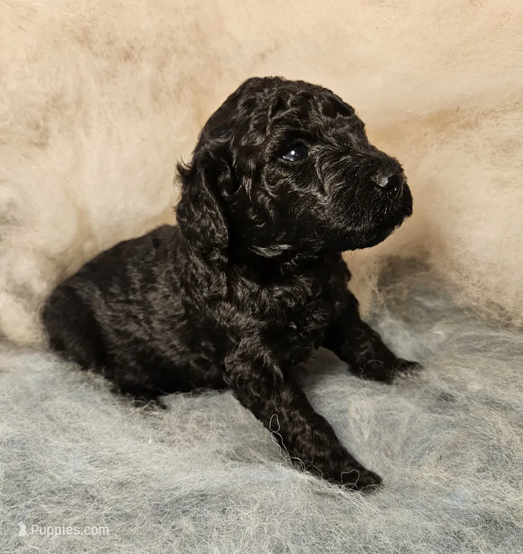 Felix Moyen – Poodle - Miniature  puppy for sale in Whitewater, WI