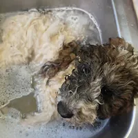 Cookie, potty, leash, recall, crate, behavior training, a female Poodle - Miniature  for sale in Whitewater, WI – 3 of 9