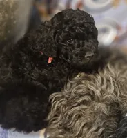 Ebony, Potty, leash, recall, behavior training, a female Poodle - Miniature  for sale in Whitewater, WI – 5 of 9