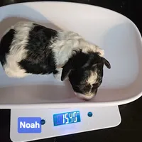 Noah, Genetic tested, a male Poodle - Miniature  for sale in Whitewater, WI – Photo 5 of 6