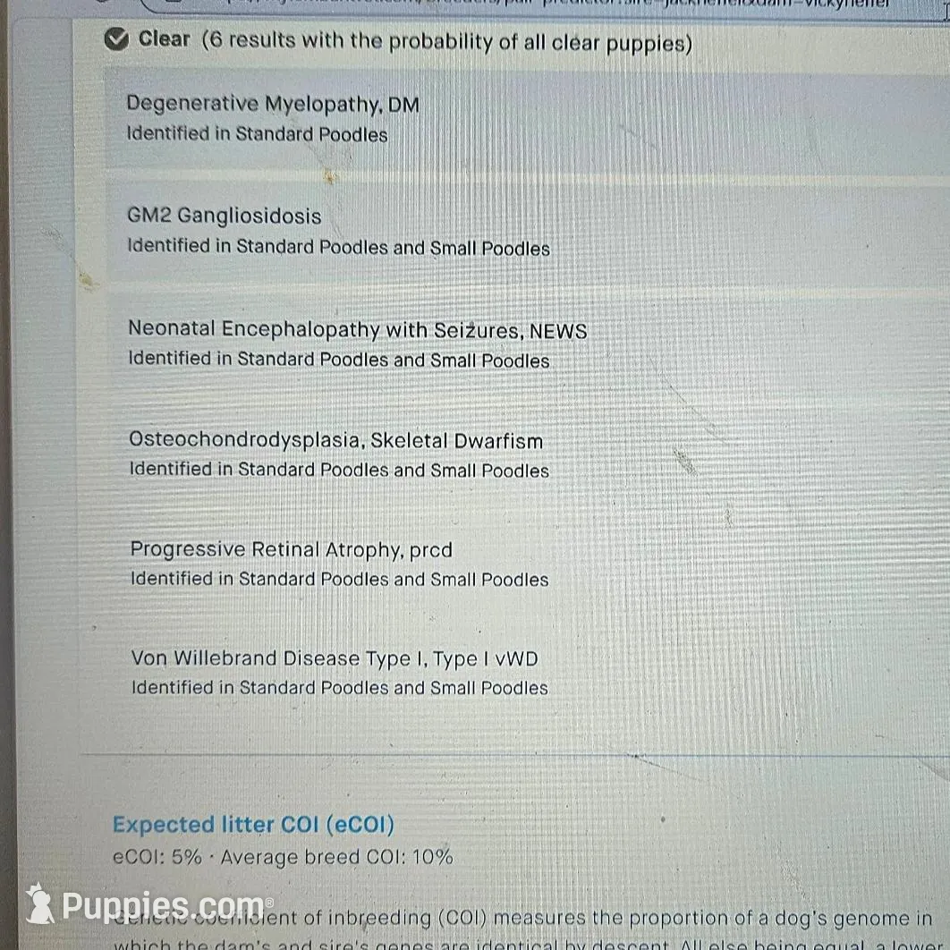 Noah, in training, a male Poodle - Miniature  for sale in Whitewater, WI – Photo 9 of 9