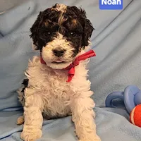 Noah, Genetic tested, a male Poodle - Miniature  for sale in Whitewater, WI – Photo 2 of 6
