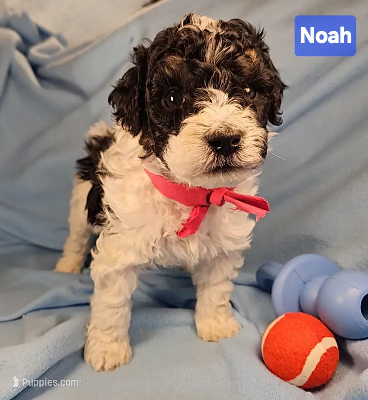 Noah, Genetic tested – Poodle - Miniature  puppy for sale in Whitewater, WI