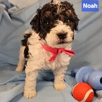 Noah, Genetic tested, a male Poodle - Miniature  for sale in Whitewater, WI – Photo 4 of 6