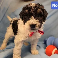 Noah, Genetic tested, a male Poodle - Miniature  for sale in Whitewater, WI – Photo 1 of 6