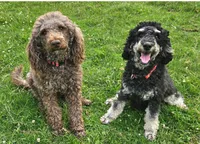 Noah, in training, a male Poodle - Miniature  for sale in Whitewater, WI – Photo 7 of 9