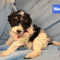 Noah, Genetic tested, a male Poodle - Miniature  for sale in Whitewater, WI – Photo 3 of 6