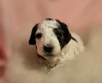 1 , a female Poodle - Miniature  for sale in Whitewater, WI – 3 of 6