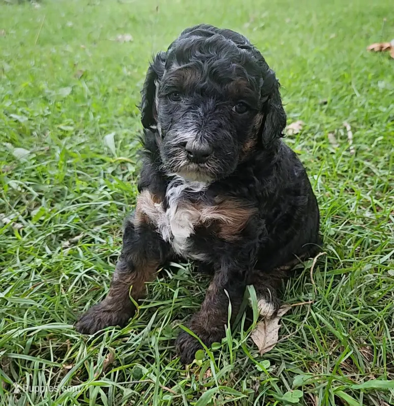  Bella, Moyen – Poodle - Miniature  puppy for sale in Whitewater, WI