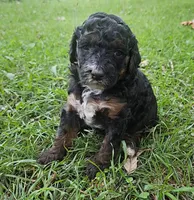  Bella, Moyen, a female Poodle - Miniature  for sale in Whitewater, WI – 1 of 8