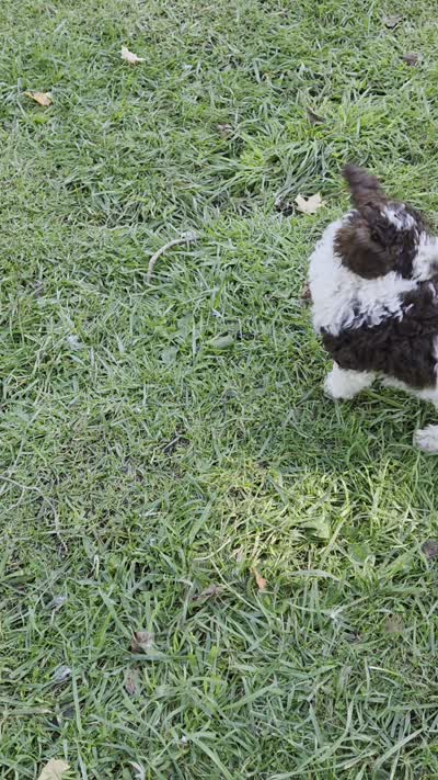 Lilly, potty, leash, recall, behavior training. , a female Poodle - Miniature  for sale in Whitewater, WI – 6 of 9