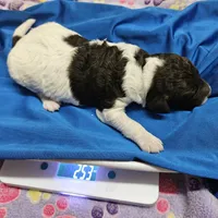 Happy Birthday Troy, a male Poodle - Miniature  for sale in Whitewater, WI – 2 of 5