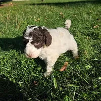 Nora Moyen, a female Poodle - Miniature  for sale in Whitewater, WI – 9 of 9