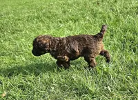 Leo, Moyen, a female Poodle - Miniature  for sale in Whitewater, WI – 3 of 3