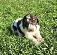 Lilly Moyen, a female Poodle - Miniature  for sale in Whitewater, WI – 6 of 10