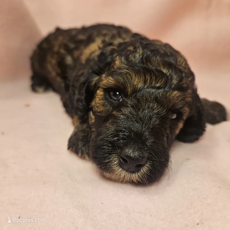 4 Spice – Poodle - Miniature  puppy for sale in Whitewater, WI