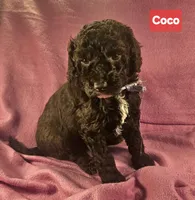 Coco, Moyen, a female Poodle - Miniature  for sale in Whitewater, WI – Photo 2 of 9