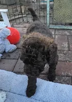 Coco, Moyen, a female Poodle - Miniature  for sale in Whitewater, WI – Photo 9 of 9