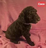 Coco, Moyen, a female Poodle - Miniature  for sale in Whitewater, WI – Photo 3 of 9