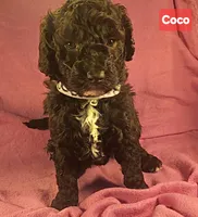 Coco, Moyen, a female Poodle - Miniature  for sale in Whitewater, WI – Photo 1 of 9